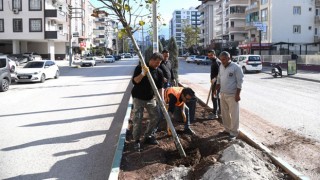 Osmaniye’ye 33 Yeni Çınar Ağacı Dikildi