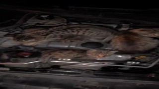 Otomobilin kaputunu açınca gördüğü manzaraya inanamadı