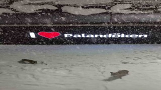 Palandökende tilkilerin kar sevinci