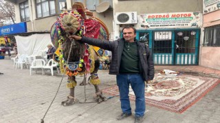 Pehlivan develer havutlandı