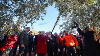 Şahin, Nizipte zeytin hasadına katıldı