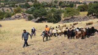 Şahinbey Belediyesinin destekleri ile hayvan yetiştiriciliği arttı