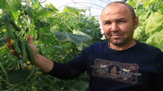 Salatalık üreticisinin yüzünü güldürdü
