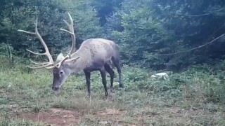 Samanlı Dağlarına salınan kızıl geyikler fotokapanlara yansıdı