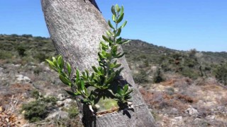 Samsunda 11 hektarlık alanda yabani zeytin aşılaması yapıldı