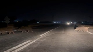 Şanlıurfada domuz sürüsü şehir merkezine indi