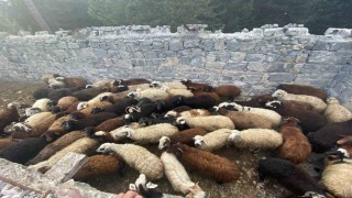 Sarıkamışta maskeli hırsızlar tarafından çalınan hayvanlar bulundu