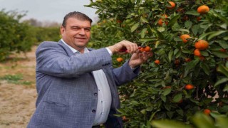 Seferihisarda Mandalina Şenliği heyacanı