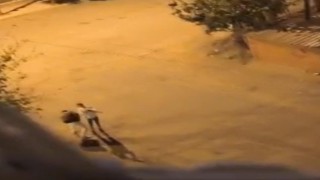 Şehir magandası gözaltına alındı