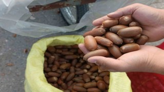 Siirtte kestane yerine “meşe palamudu” tezgahta yer aldı