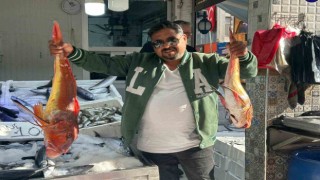 Sinopta 6 kilogramlık kırlangıç balığı yakalandı