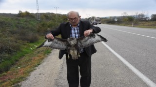 Sinopta otomobile çarpan atmaca telef oldu