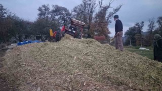 Sinopta silajlık mısır hasadı sona erdi