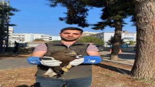 Şırnakta yaralı bulunan puhu baykuş ve kara şahin kuşları tedavi altına alındı