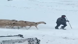 Sivasta mahsur kalan 4 çoban ve bin koyunun kurtarılma anı kamerada