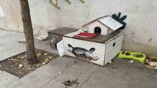 Soğuk havalarda can dostlarını unutmadılar