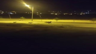 Sokak köpekleri sahipsiz ata saldırdı