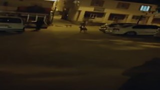 Sokak köpekleri vatandaşları canından bezdirdi