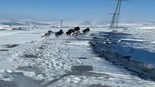 Sürü halindeki yılkı atları görüntülendi