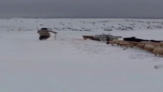 Sürü sahipleri kar ve tipiye yakalandı