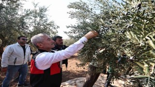Tahmazoğlu zeytin hasadına katıldı