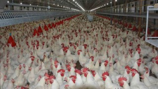 Tavuk Eti ve Yumurta Üretiminde Artış