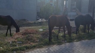 Tekirdağ sokaklarında bu kez başıboş atlar gezintide