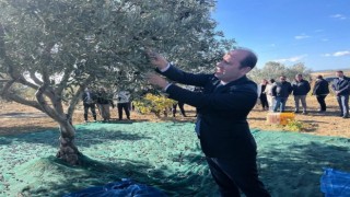 Tekirdağda zeytin hasadı etkinliği