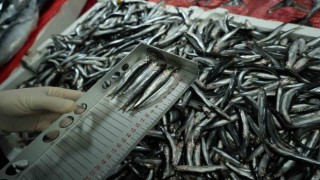 Tezgahlardaki balık boyları mercek altında: 92 işletmeye 2 milyon TL ceza