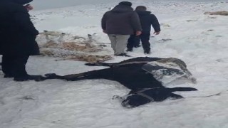 Tipiye yakalanan 350 koyun ve eşek donarak telef oldu