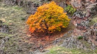 Tuncelide, koruma altındaki yaban keçileri ile ayı dron kamerasında