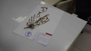 Türkiyede yeni bir bitki türü keşfedildi