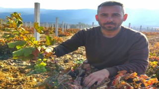 Üç yıldan önce ürün vermeyen asma 6 ayda üzüm verdi