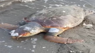 Urlada sahilde ölü deniz kaplumbağası bulundu