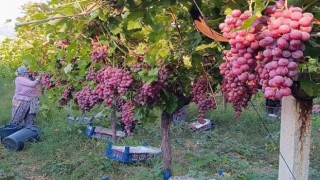 Üzüm diyarı Sarıgölde Red Globbe üzümde hasat devam ediyor