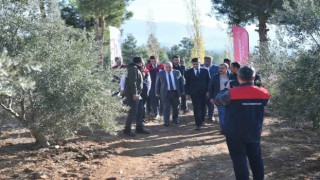 Vali Coşkun, Beyağaçta zeytin hasadına katıldı