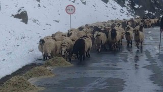 Vanda besicilerin zorlu kış mesaisi başladı
