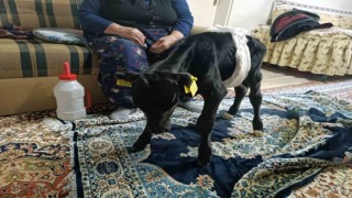 Veterinerin ölür dediği buzağıya gözü gibi bakıyor