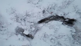 Yaban domuzlarının karda zorlu yolculuğu