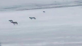 Yabani hayvanlarla karşılaşan sürücünün arkadaşı ile güldüren diyaloğu