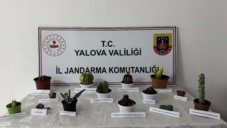Yalovada 60 bin lira değerindeki 14 kaktüsü çalan zanlı yakalandı