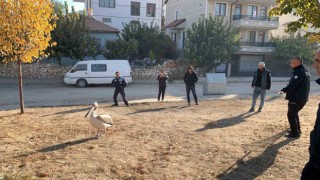 Yaralı halde bulunan pelikan koruma altına alındı
