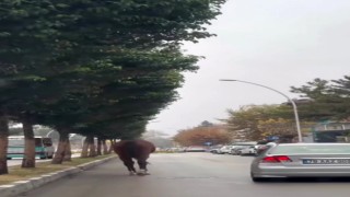 Yerinden çıkan mazgal ve başıboş at trafiği tehlikeye attı