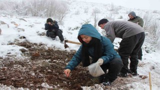 Yitik Türk lalesi gurbetten Amasyaya 45 bin tohumla döndü