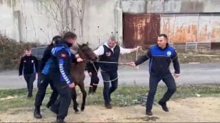Zabıtadan at yakalama operasyonu