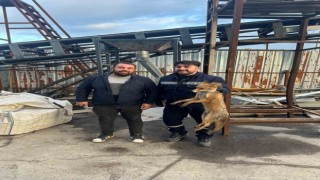 Zonguldakta köpeklerin saldırısına uğrayan tilkinin imdadına ekipler yetişti