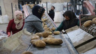 2024 yılında 6 milyon 500 bin ton patates üretimi yapıldı