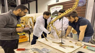 7,5 milyon yıllık fosil kazıları dünya paleontoloji tarihine ışık tutuyor