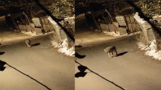Aç kalan kurt şehir merkezine indi