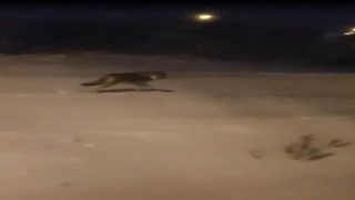 Aç kalan kurtlar şehre indi